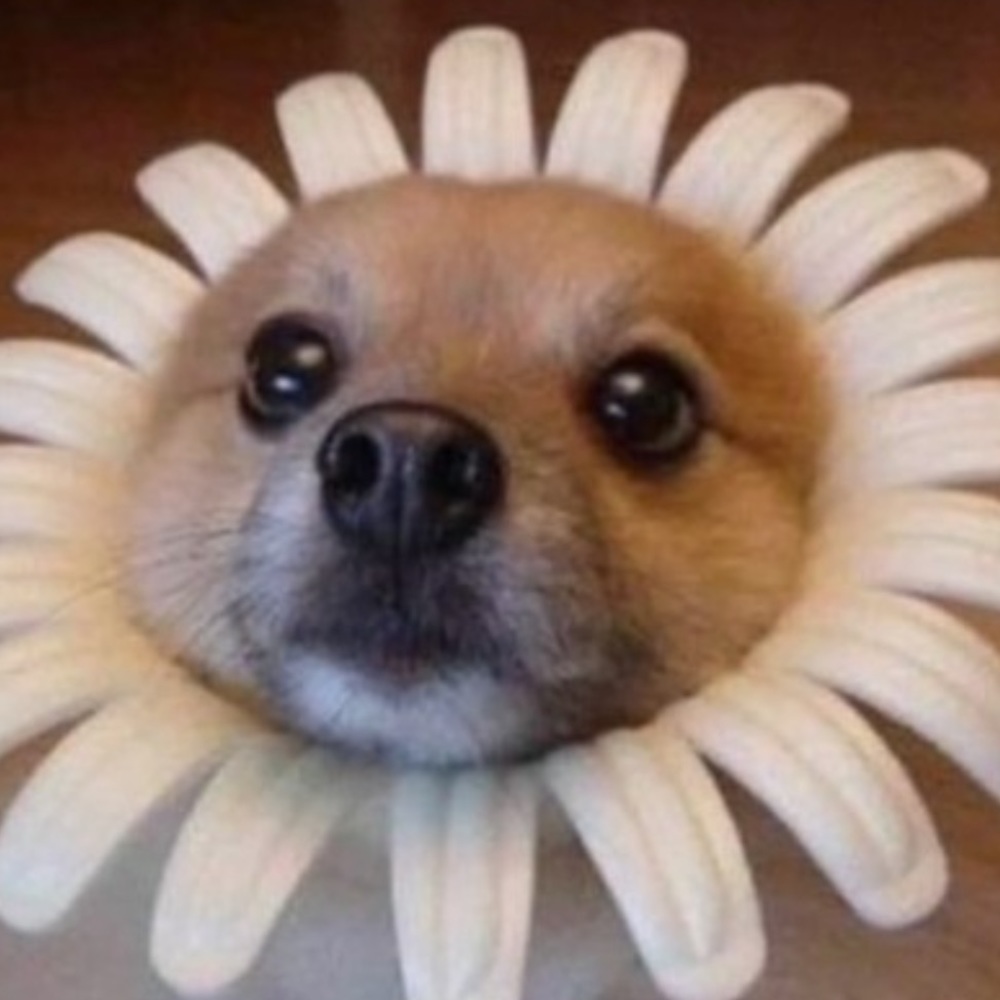 Meet your Posher, Nikki